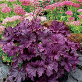 Clopotel purpuriu violet-mov (Heuchera) Forever Purple, acoperitor de sol