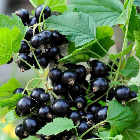 Coacaz Rosu King Edward VII (Ribes Sanguineum), cu flori roz-inchis