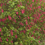 Coacaz Rosu King Edward VII (Ribes Sanguineum), cu flori roz-inchis