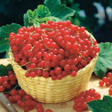 Coacaz Rosu Rivada (Ribes Rubrum Rovada), cu fructe dulci-acrisor
