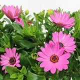 Copacel Margareta Africana (Osteospermum), cu culoare alb, roz sau roz-inchis - VERDENA-75 cm inaltime, livrat in ghiveci de 4 l