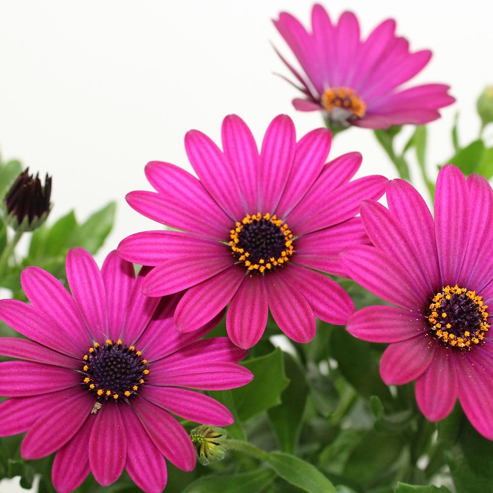 Copacel Margareta Africana (Osteospermum), cu culoare alb, roz sau roz-inchis - VERDENA-75 cm inaltime, livrat in ghiveci de 4 l