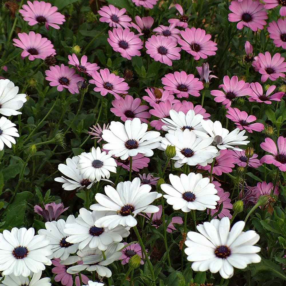 Copacel Margareta Africana (Osteospermum), cu culoare alb, roz sau roz-inchis - VERDENA-75 cm inaltime, livrat in ghiveci de 4 l