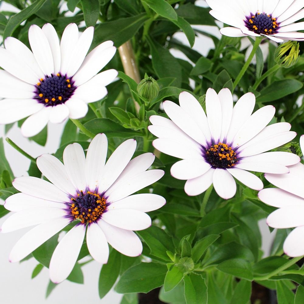 Copacel Margareta Africana (Osteospermum), cu culoare alb, roz sau roz-inchis - VERDENA-75 cm inaltime, livrat in ghiveci de 4 l