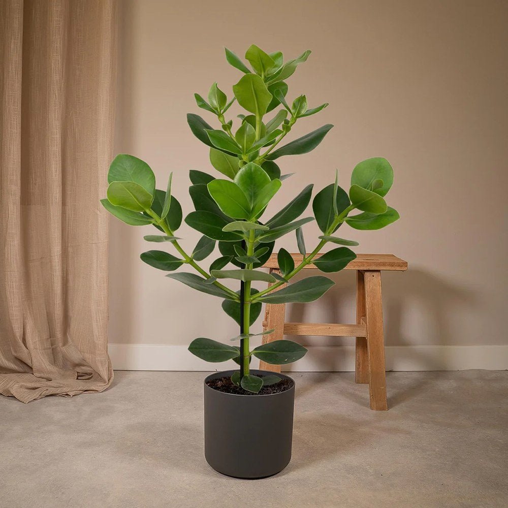 Copacul autograf (Clusia rosea) Princess
