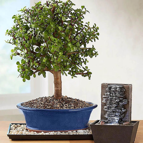 Arborele de Jad XXL (Crassula Magical Tree) - 65 cm