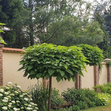 Catalpa Nana Globulara (Trumpet Tree)