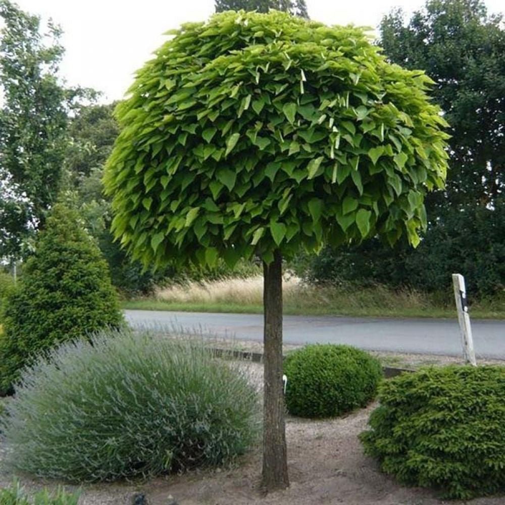 Catalpa Nana Globulara (Trumpet Tree)