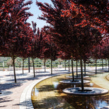 Prun ornamental Corcodus rosu, cu flori roz-alb