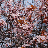 Prun ornamental Corcodus rosu, cu flori roz-alb