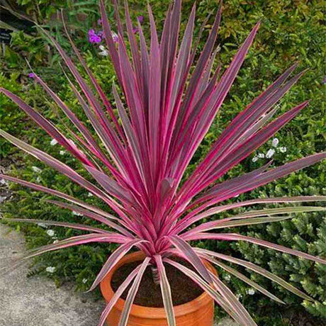 Cordyline Pink Passion, 50-60 см, екзотично декоративно растение с интензивнорозови листа