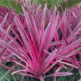 Cordyline Pink Passion, planta decorativa exotica cu frunze roz intens