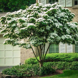 Китайски дрян Cornus kousa 'Milky Way' – декоративно дърво с бели цветове и ядливи плодове