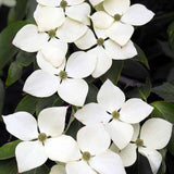 Китайски дрян Cornus kousa 'Milky Way' – декоративно дърво с бели цветове и ядливи плодове