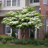Китайски дрян Cornus kousa 'Milky Way' – декоративно дърво с бели цветове и ядливи плодове