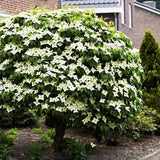Китайски дрян Cornus kousa 'Milky Way' – декоративно дърво с бели цветове и ядливи плодове