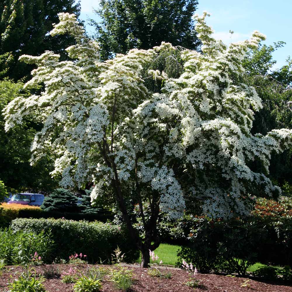 Китайски дрян Cornus kousa 'Milky Way' – декоративно дърво с бели цветове и ядливи плодове
