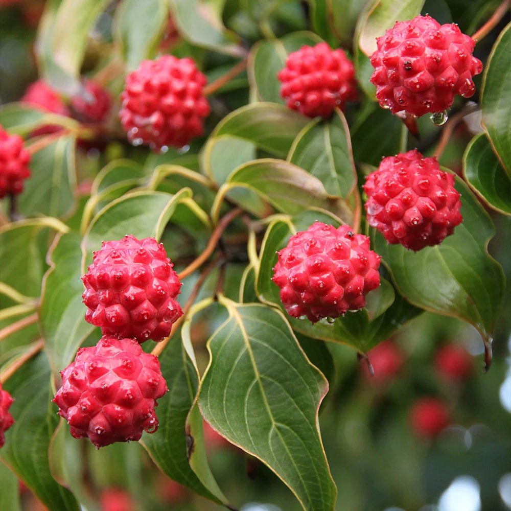 Китайски дрян Cornus kousa 'Milky Way' – декоративно дърво с бели цветове и ядливи плодове