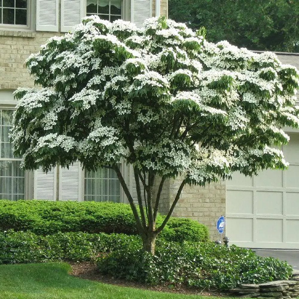 Китайски дрян Cornus kousa 'Milky Way' – декоративно дърво с бели цветове и ядливи плодове