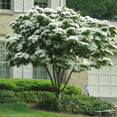 Китайски дрян Cornus kousa 'Milky Way' – декоративно дърво с бели цветове и ядливи плодове