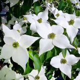 Corn Chinezesc Cornus Kousa Milky Way cu Flori Albe