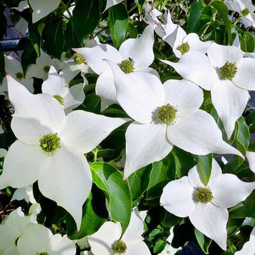 Китайски дрян Cornus kousa 'Milky Way' – декоративно дърво с бели цветове и ядливи плодове