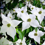 Китайски дрян Cornus kousa 'Milky Way' – декоративно дърво с бели цветове и ядливи плодове