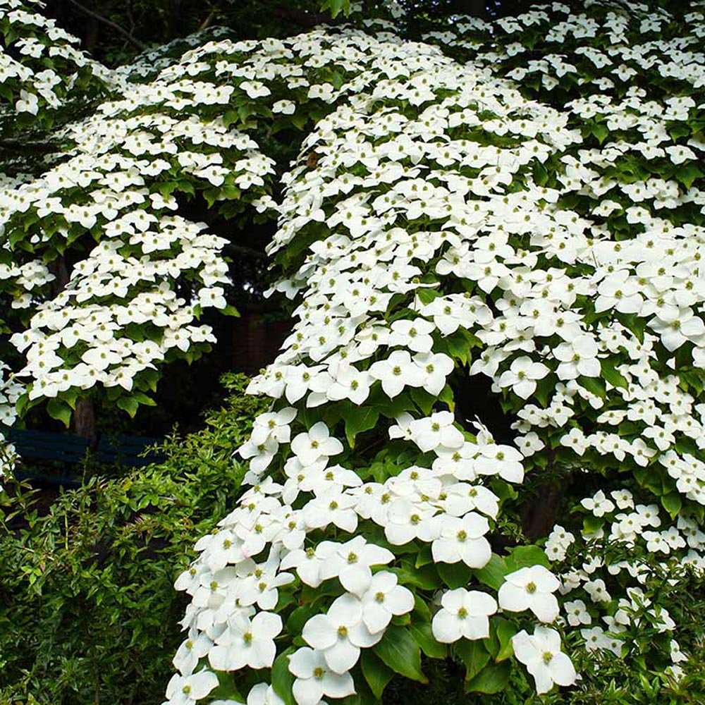 Китайски дрян Cornus kousa 'Milky Way' – декоративно дърво с бели цветове и ядливи плодове