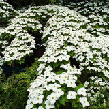 Китайски дрян Cornus kousa 'Milky Way' – декоративно дърво с бели цветове и ядливи плодове