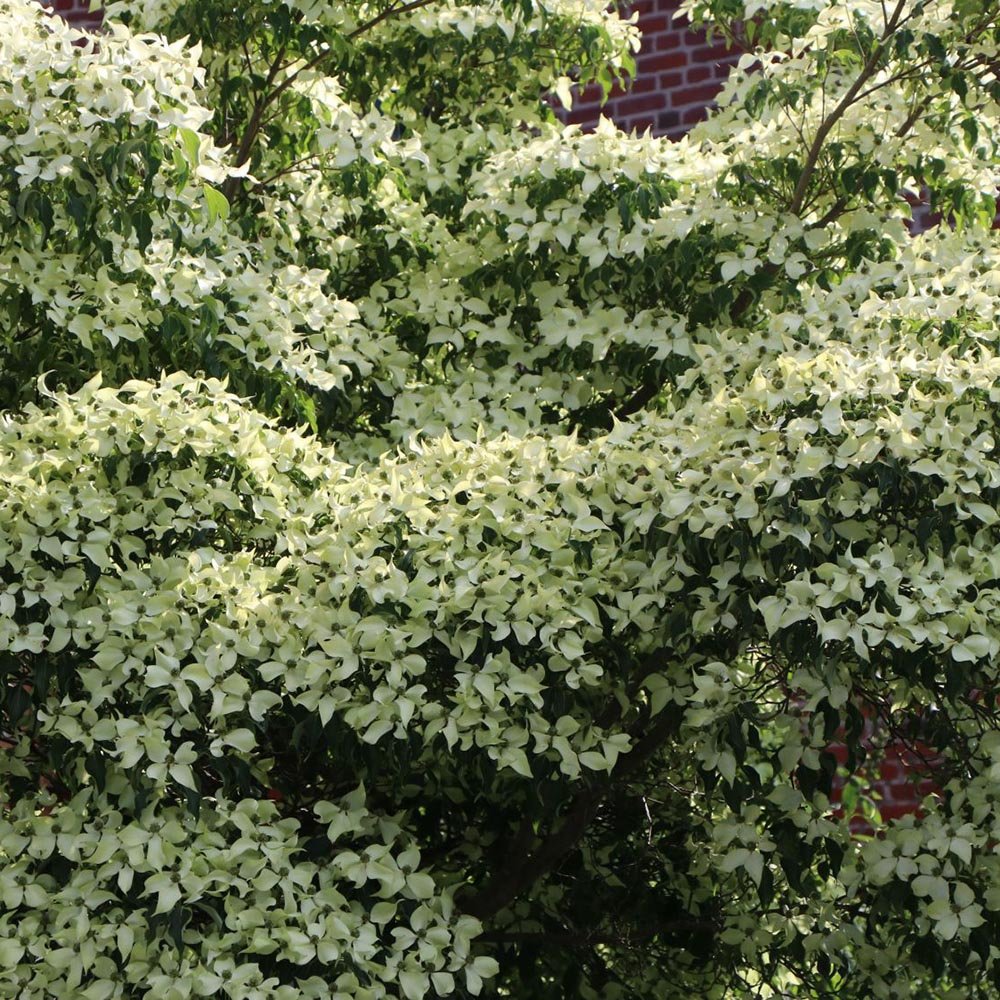 Китайски дрян Cornus kousa 'Milky Way' – декоративно дърво с бели цветове и ядливи плодове