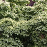 Китайски дрян Cornus kousa 'Milky Way' – декоративно дърво с бели цветове и ядливи плодове