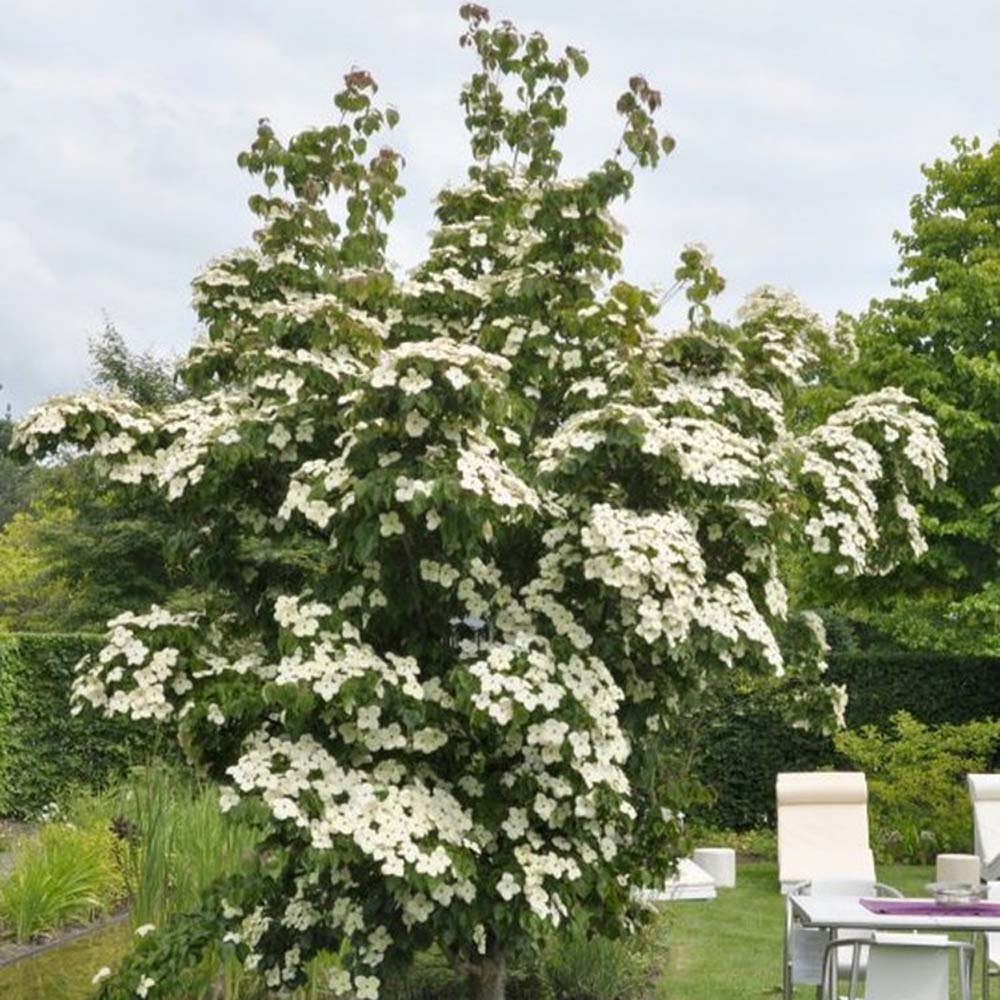 Corn Chinezesc Cornus Kouse China Girl, cu flori albe