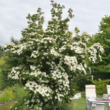 Corn Chinezesc Cornus Kouse China Girl, cu flori albe