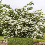 Corn Chinezesc Cornus Kouse China Girl, cu flori albe