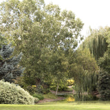 Cornus Alba Elegantissima, gard viu cu frunzis alb-cremos