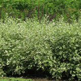 Cornus Alba Elegantissima, gard viu cu frunzis alb-cremos