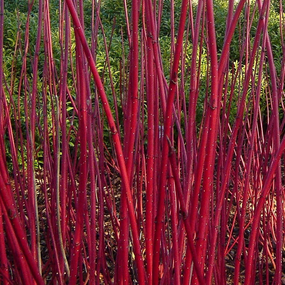 Cornus Alba Elegantissima, gard viu cu frunzis alb-cremos