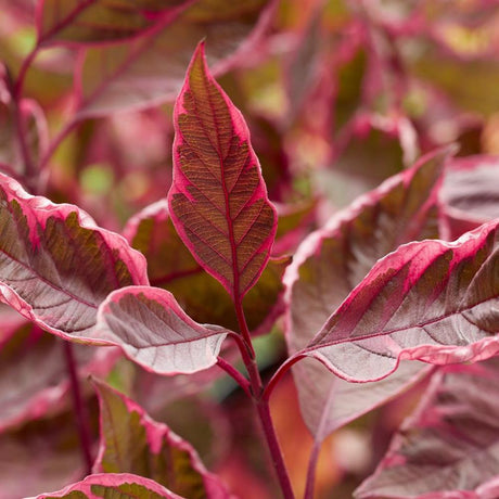 Cornus Alba Miracle, cu frunze roz-verde