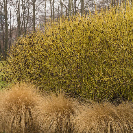 Cornus Flaviramea