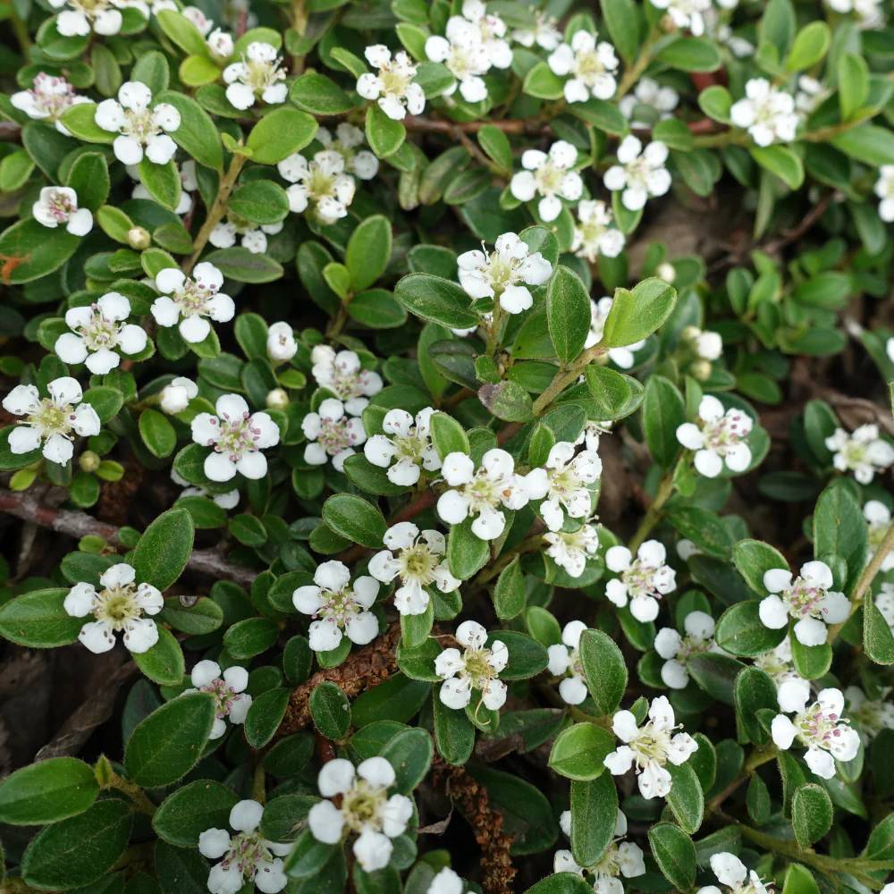 Cotoneaster horizontalis Tarator Major, cu bobite rosii