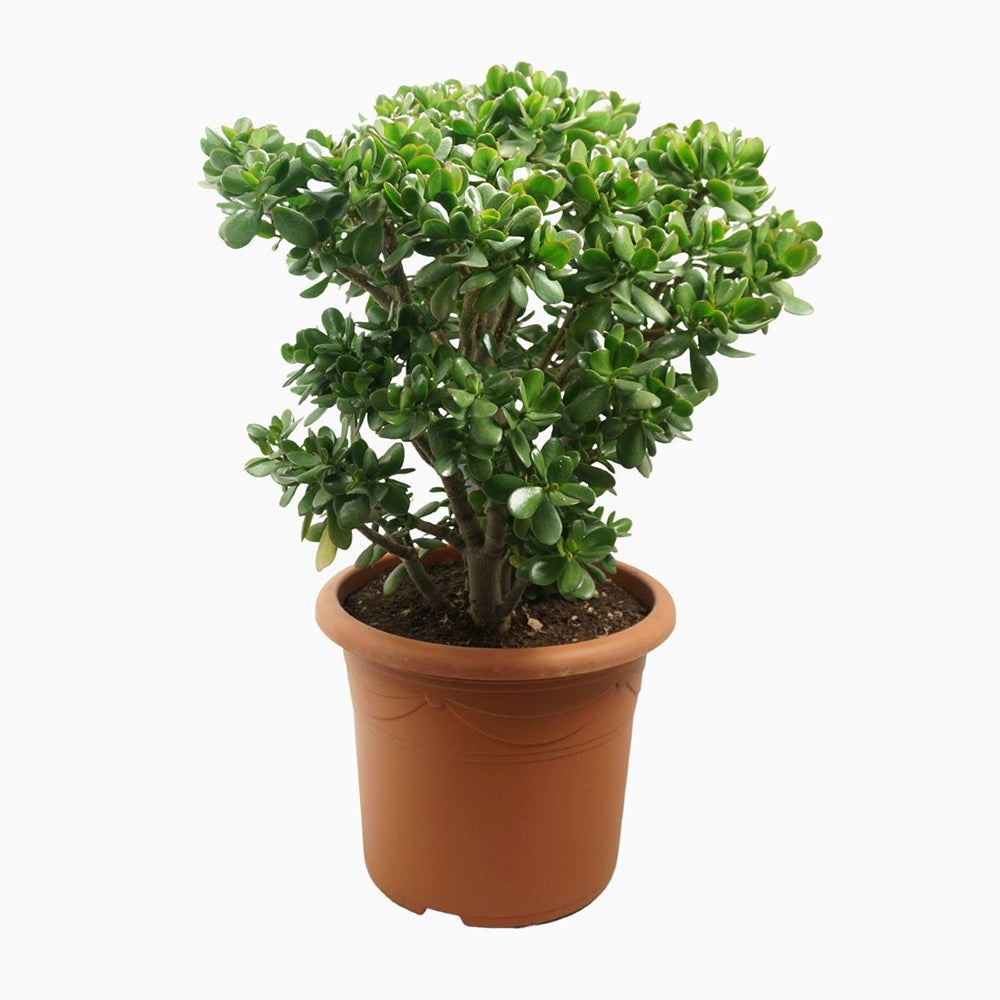 Arborele de Jad Norocos (Crassula Ovata), planta suculenta decorativa, usor de ingrijit, 75 cm