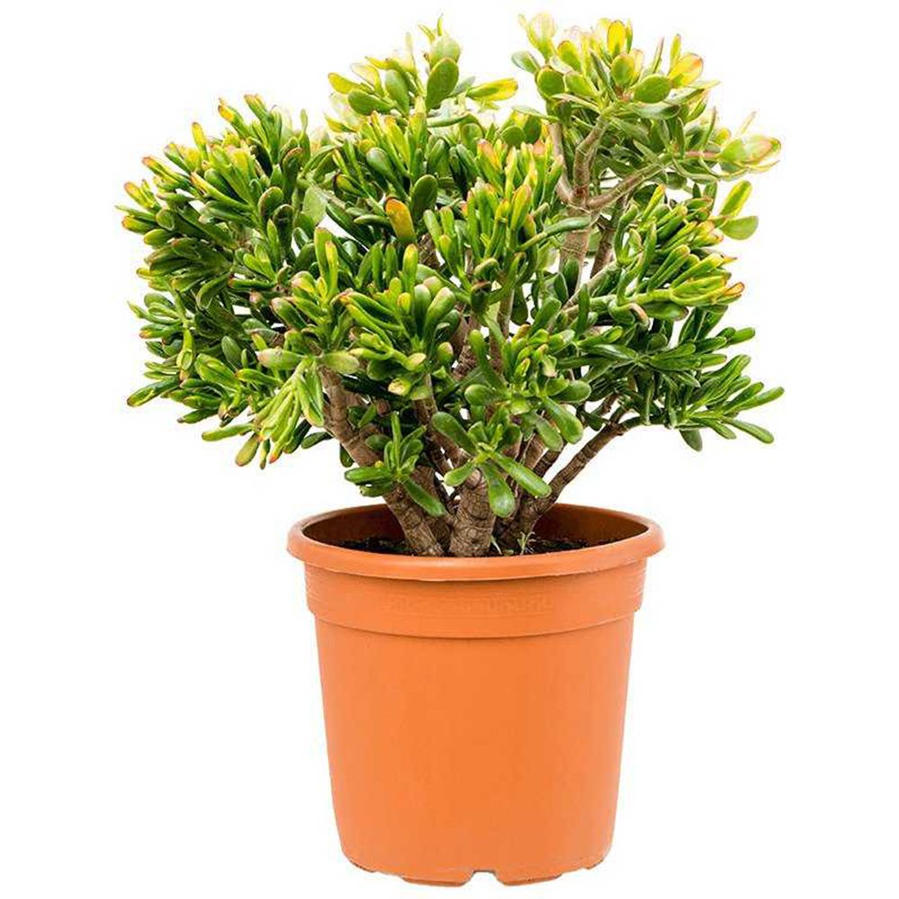 Arbore de Jad Norocos (Crassula ovata) Sunset, planta suculenta colorata, decorativ, usor de ingrijit, tip copac 60 cm