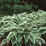 Crin de Toamna (Hosta) Albomarginata, cu frunzis verde si margini albe