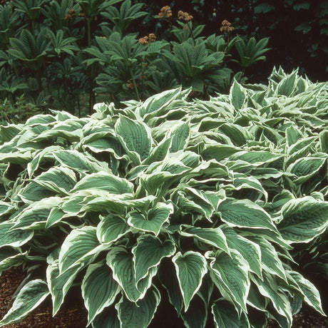 Crin de Toamna (Hosta) Albomarginata, cu frunzis verde si margini albe