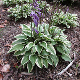Crin de Toamna (Hosta) Albomarginata, cu frunzis verde si margini albe