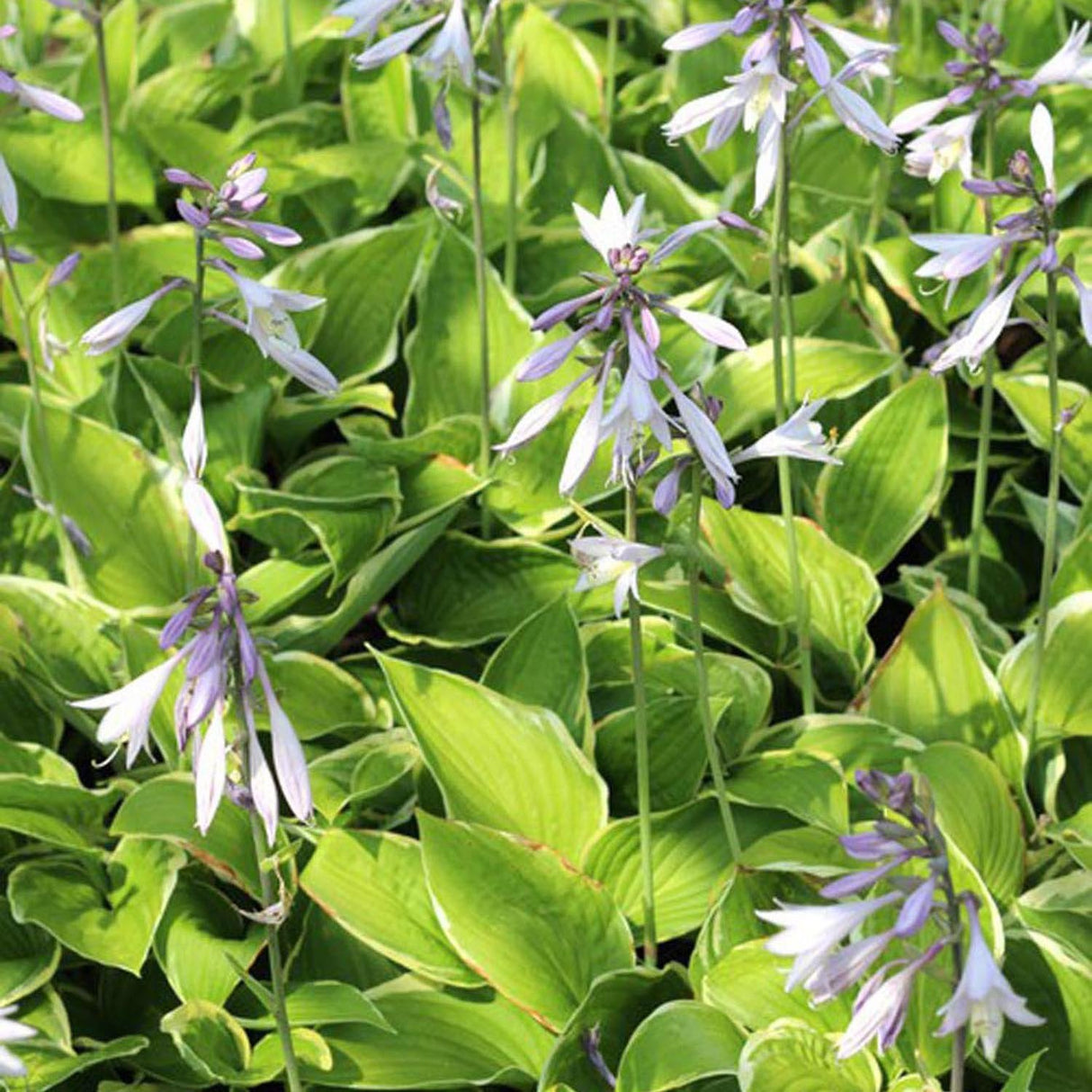 Crin de Toamna (Hosta) Aureomarginata, cu frunzis verde si margini galbene