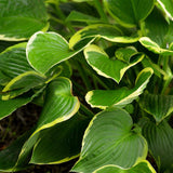 Crin de Toamna (Hosta) Aureomarginata, cu frunzis verde si margini galbene