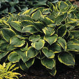 Crin de Toamna (Hosta) Aureomarginata, cu frunzis verde si margini galbene