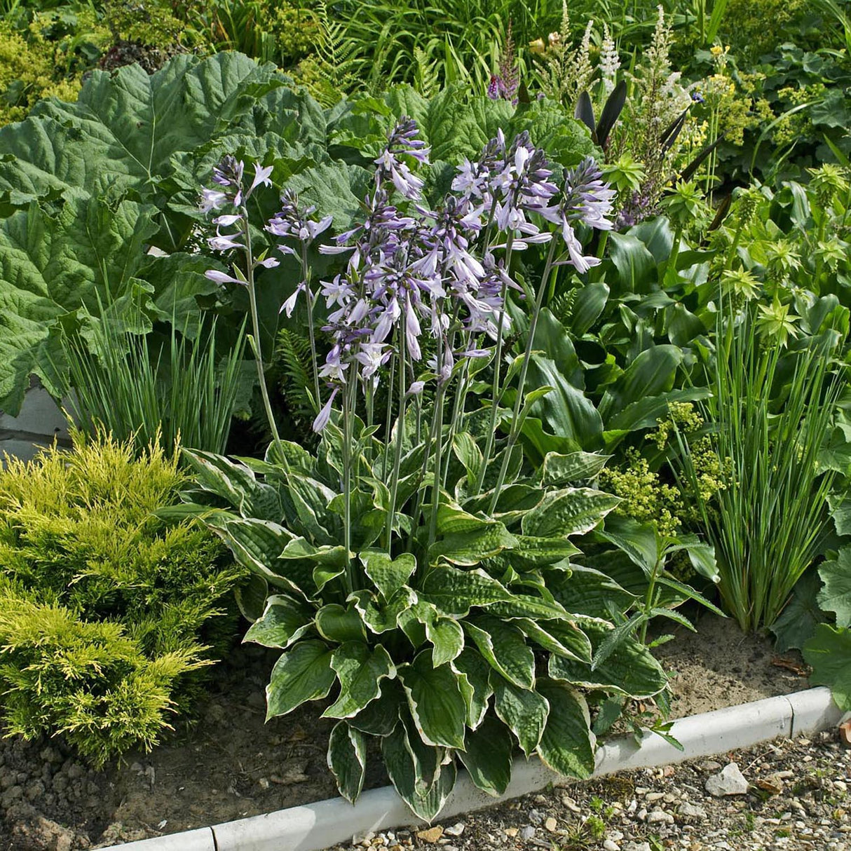 Crin de Toamna (Hosta) Aureomarginata, cu frunzis verde si margini galbene