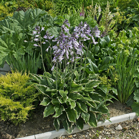 Crin de Toamna (Hosta) Aureomarginata, cu frunzis verde si margini galbene